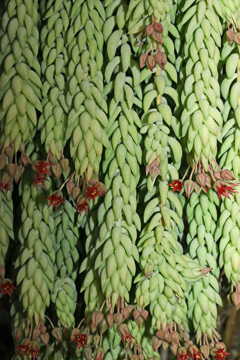 Sedum morganianum